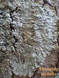 Pyxine sorediata image
