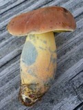 Lanmaoa pseudosensibilis image