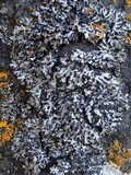 Phaeophyscia hispidula image