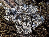 Phaeophyscia hispidula image