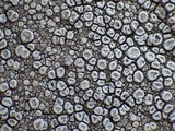 Ochrolechia parella image