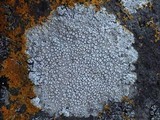 Ochrolechia parella image