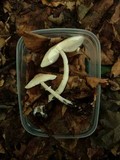 Leucoagaricus sublittoralis image
