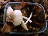 Leucoagaricus sublittoralis image