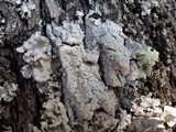 Pertusaria lactea image