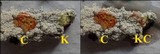 Pertusaria lactea image