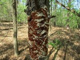 Gloeoporus taxicola image