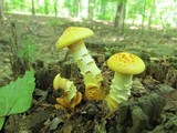Neolentinus lepideus image