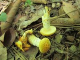 Neolentinus lepideus image