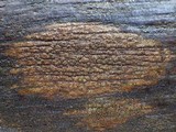 Pertusaria pustulata image