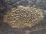 Pertusaria pustulata image