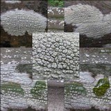 Pertusaria pustulata image