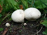 Lycoperdon pratense image