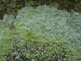 Lecanora expallens image