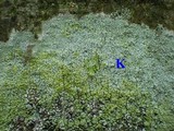 Lecanora expallens image