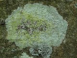 Lecanora expallens image