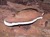 Ganoderma australe image