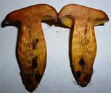 Lanmaoa pseudosensibilis image