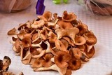 Clitocybe gibba image