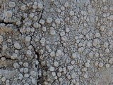 Ochrolechia parella image