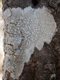Ochrolechia parella image