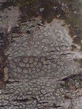 Pertusaria pustulata image