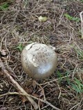 Amanita simulans image