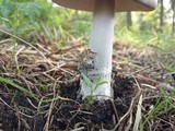 Amanita simulans image