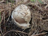 Amanita simulans image