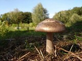 Amanita simulans image