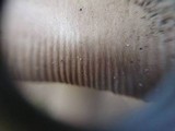 Amanita simulans image
