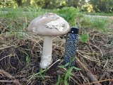 Amanita simulans image