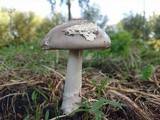 Amanita simulans image