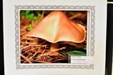 Rhodocollybia butyracea image