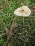 Hymenopellis megalospora image