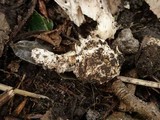 Amanita simulans image