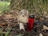 Amanita simulans image