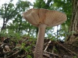 Amanita simulans image