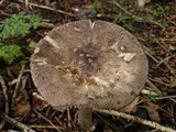 Amanita simulans image