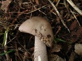 Amanita simulans image