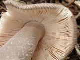 Amanita simulans image