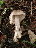 Amanita simulans image