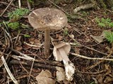 Amanita simulans image