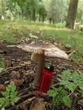 Amanita simulans image
