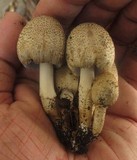 Coprinopsis romagnesiana image