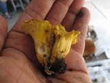 Cantharellus chicagoensis image