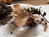 Abortiporus biennis image