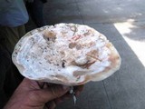 Abortiporus biennis image