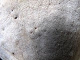 Abortiporus biennis image
