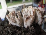 Abortiporus biennis image